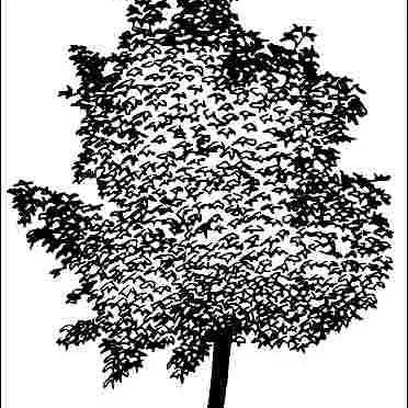 thumbnail for publication: Acer platanoides 'Schwedleri': 'Schwedleri' Norway Maple